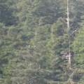 two bald eagles